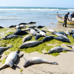 Dead marine mammals on a beach due to algal bloom effects