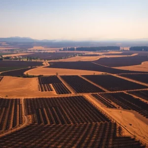Vineyards in Napa Valley affected by wildfire smoke and damage