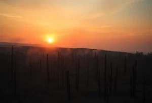 Burnt forest landscape after the Palisades Fire, with smoke and remnants of trees.
